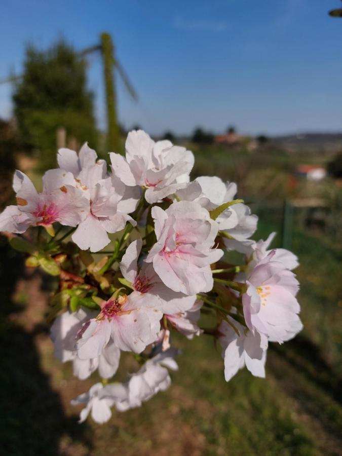 Bed and Breakfast La Collina Delle Acacie Grumolo Pedemonte Exterior foto